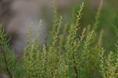 Suaeda australis