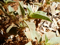 Solanum ellipticum