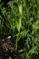 Fritillaria collina