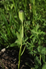 Fritillaria collina