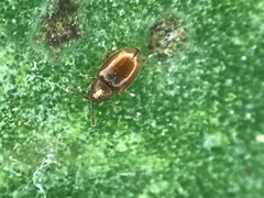 Atomaria lewisi