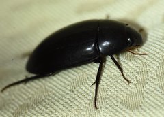 Hydrobiomorpha casta