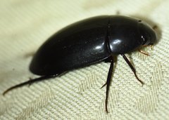 Hydrobiomorpha casta