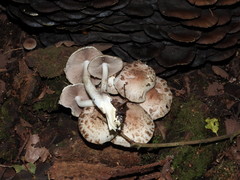 Psathyrella cotonea