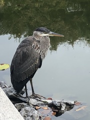 Ardea herodias