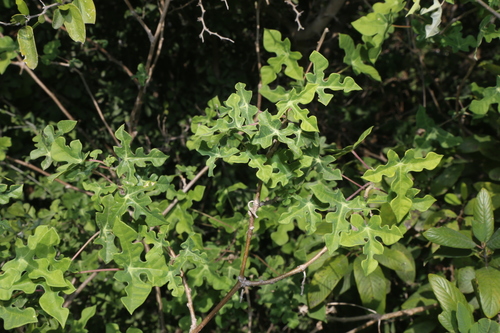 Walker's manihot (Manihot walkerae)