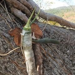 Philodendron warszewiczii
