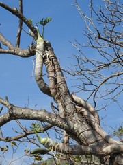 Philodendron warszewiczii