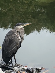 Ardea herodias