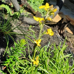 Goodenia stelligera