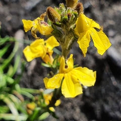 Goodenia stelligera