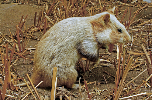 Common Hamster (Cricetus cricetus), listed as Critically Endangered on the IUCN Red List