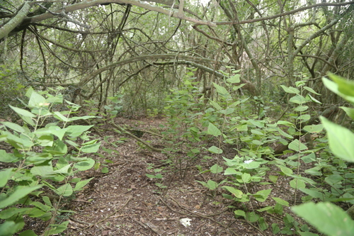 Image of Rio Grande Ayenia (Ayenia limitaris) by (c) Reid Hardin, some rights reserved (CC BY)