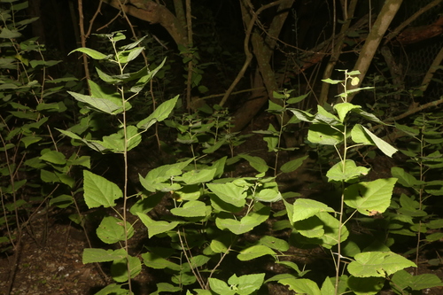 Image of Rio Grande Ayenia (Ayenia limitaris) by (c) Reid Hardin, some rights reserved (CC BY)