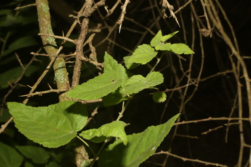 Ayenia limitaris, photograph 6