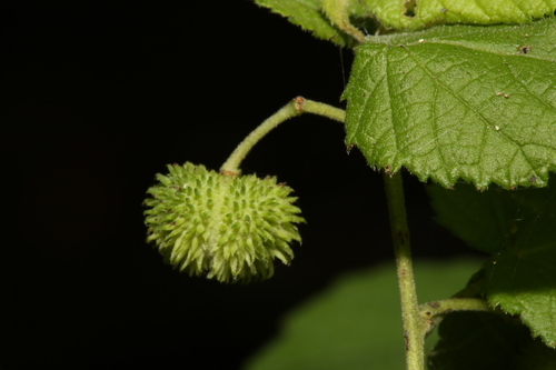 Image of Ayenia limitaris by (c) Reid Hardin, some rights reserved (CC BY)