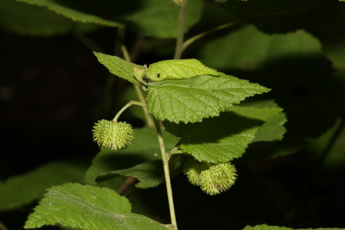 Ayenia limitaris, photograph 4