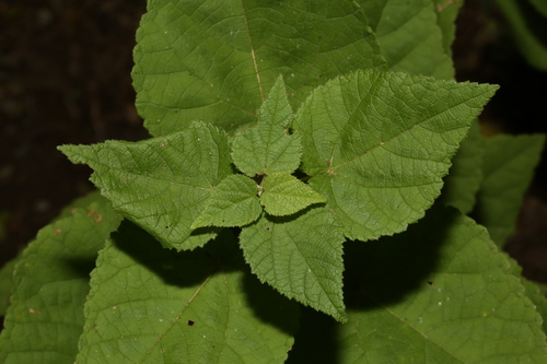Image of Ayenia limitaris by (c) Reid Hardin, some rights reserved (CC BY)