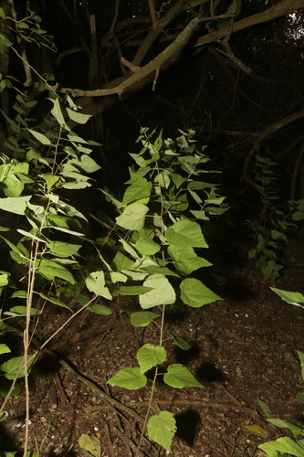 Image of Ayenia limitaris by (c) Reid Hardin, some rights reserved (CC BY)