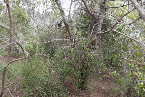 Image of Lysiana subfalcata by (c) Greg Tasney, some rights reserved (CC BY-SA)