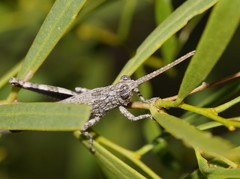 Coryphistes interioris