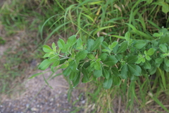 Vitex trifolia
