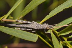 Coryphistes interioris