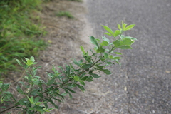 Vitex trifolia