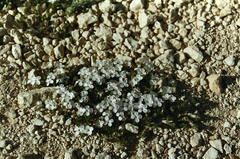 Phlox condensata