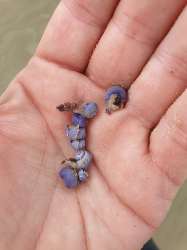 photo of Dwarf Violet Snail (Janthina exigua)