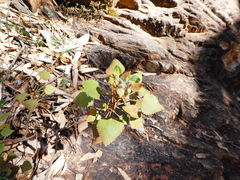 Goodenia grandiflora