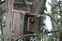 Megascops asio mccallii