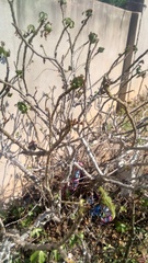 Jatropha gossypiifolia