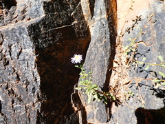 Olearia stuartii