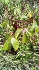 Jatropha gossypiifolia