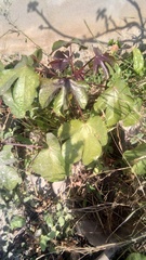 Jatropha gossypiifolia