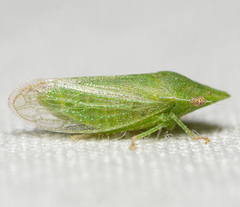 Xerophloea peltata