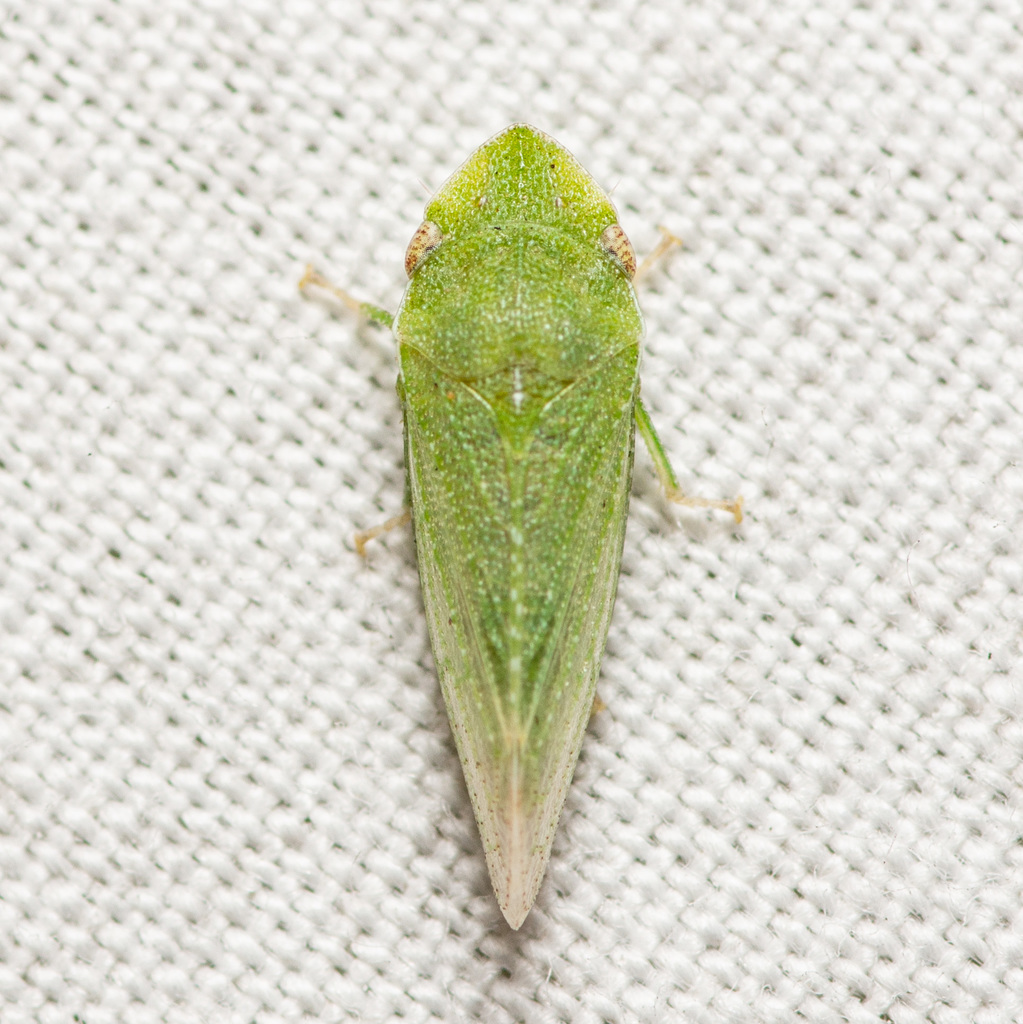 Xerophloea peltata