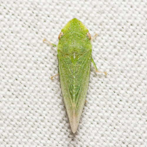 Xerophloea peltata