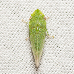 Xerophloea peltata