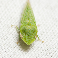 Xerophloea peltata