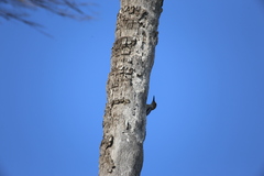 Melanerpes aurifrons