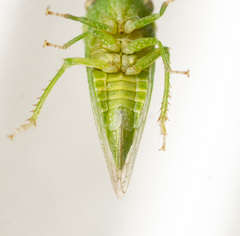 Xerophloea peltata
