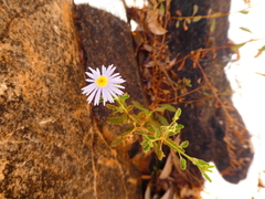 Olearia stuartii
