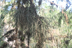 Tillandsia baileyi