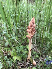 Orobanche caryophyllacea