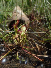 Drosera collinsiae