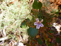 Goodenia grandiflora