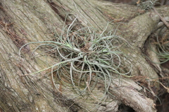 Tillandsia baileyi
