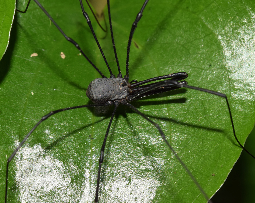 Rhampsinitus